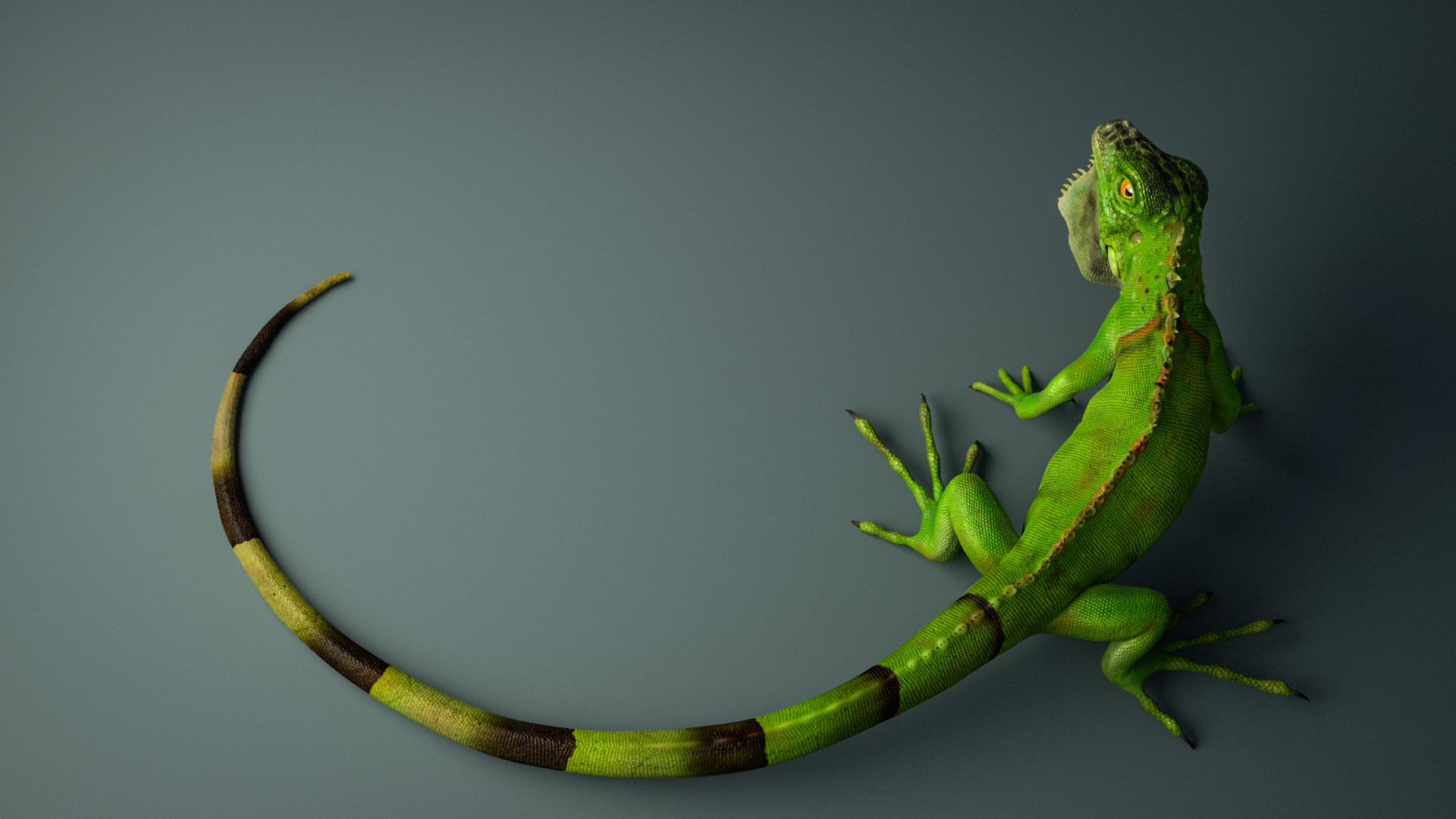 images/download/attachments/38571080/Milo_Liao_-_Iguana_Compressed.jpg